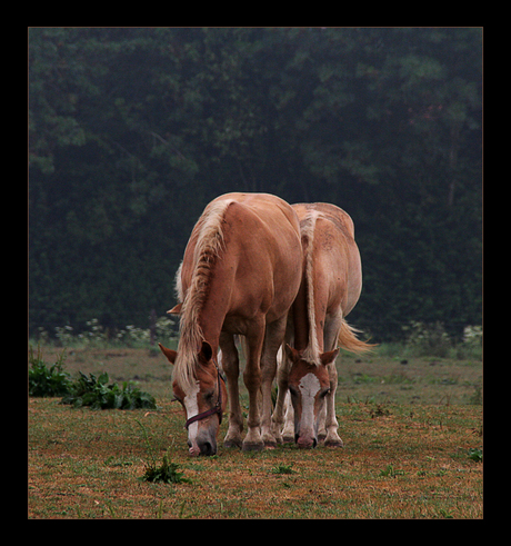 Drie paarden