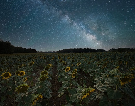 Milky sunflowers