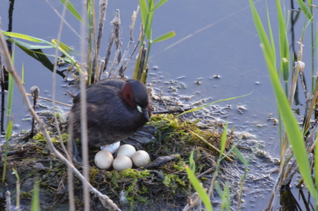 Dodaars op nest met eieren
