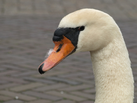 Ik lig op straat.