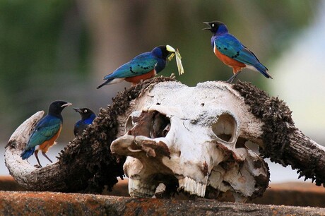 Superb Starlings op schedel buffel