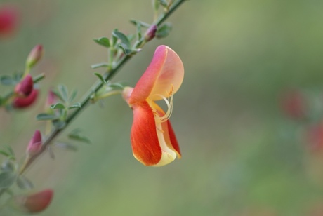 voorjaar de bloemen laten zich eindelijk zien