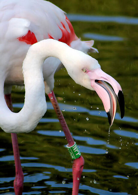 Dancing flamingo