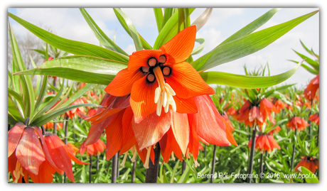 Keizerskroon (Fritillaria imperialis)