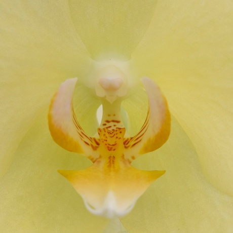 Orchidee 02