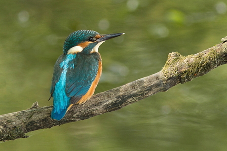 young kingfisher