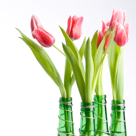 Tulpen