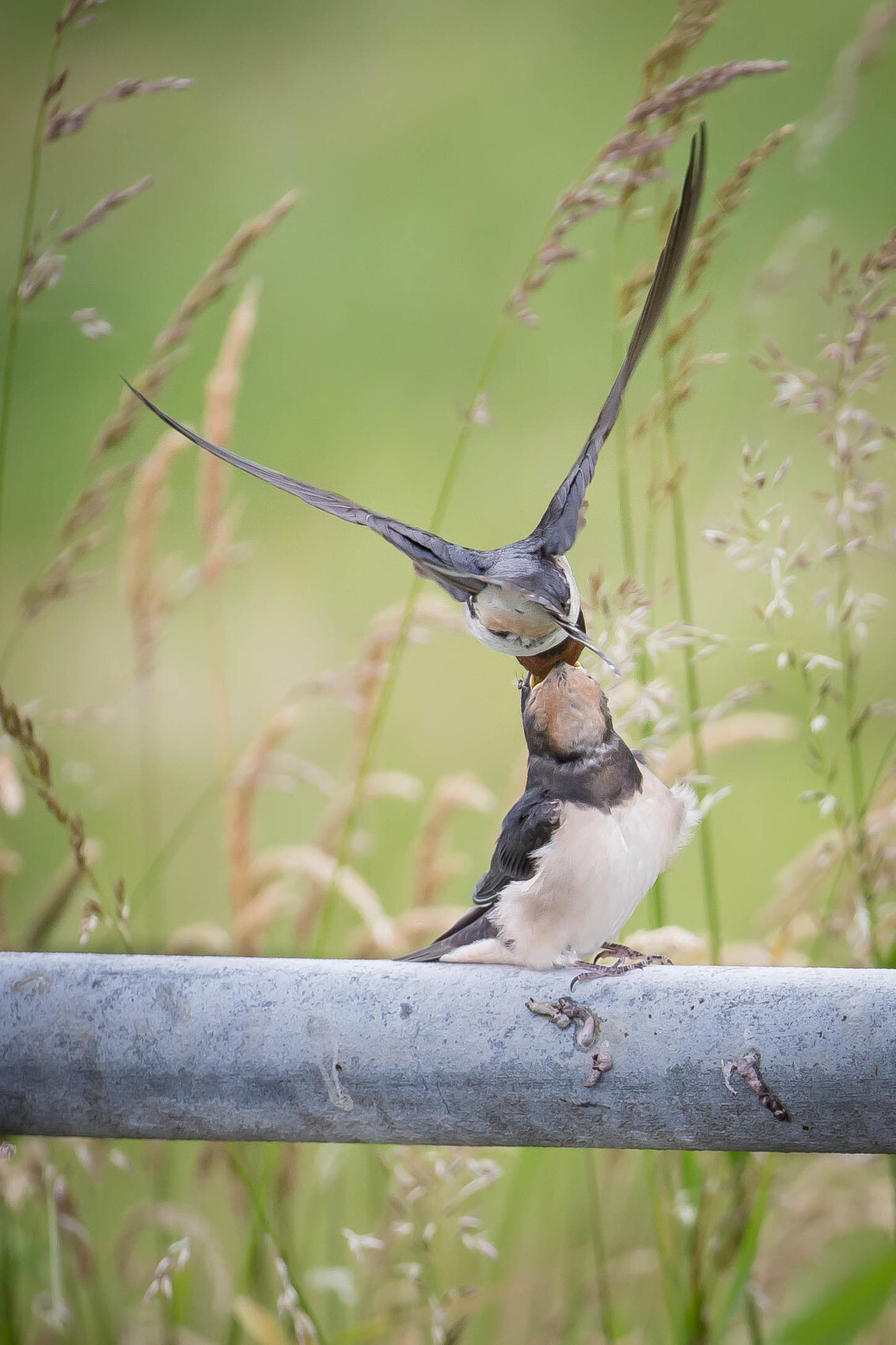 Voedertijd boerenzwaluwen 2 - - - foto door Danielle-vanDoorn op 11-06-2020 - deze foto bevat: natuur, dieren, vogel, polder, zwaluw, boerenzwaluw