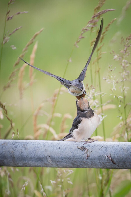 Voedertijd boerenzwaluwen 2 - - - foto door Danielle-vanDoorn op 11-06-2020 - deze foto bevat: natuur, dieren, vogel, polder, zwaluw, boerenzwaluw