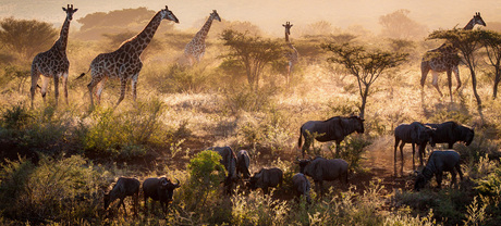 Het Afrika gevoel!