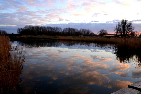 De Nieuwe Wildernis