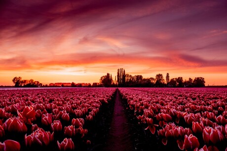 Tulpenveld in Aerdt