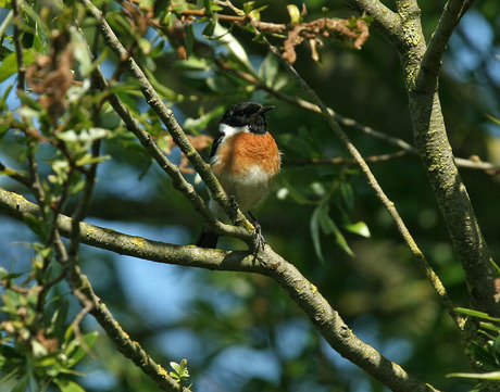 Roodborst tapuit