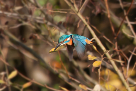 ijsvogel