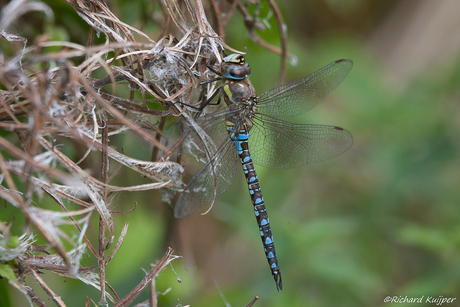 Paardenbijter (Aeshna mixta)