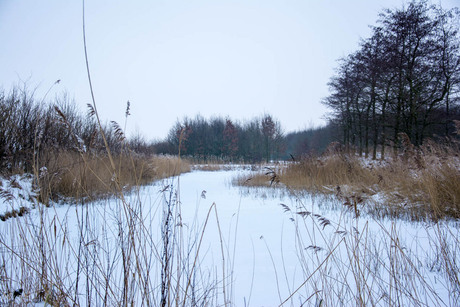 Winter reed.jpg