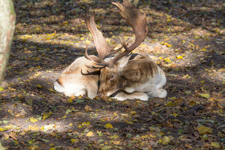 Amsterdamse Waterleidingduinen