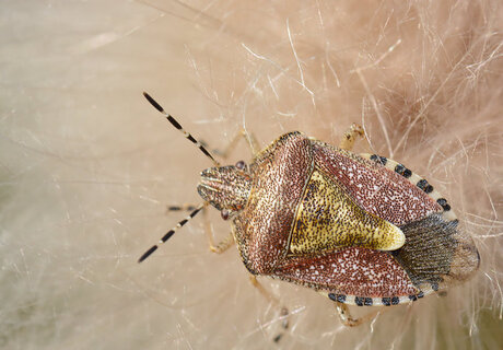 Dolycoris Baccarum.