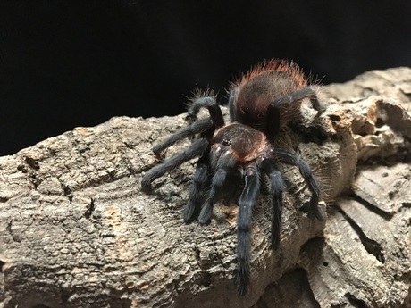 Vogelspin Brachypelma vagans