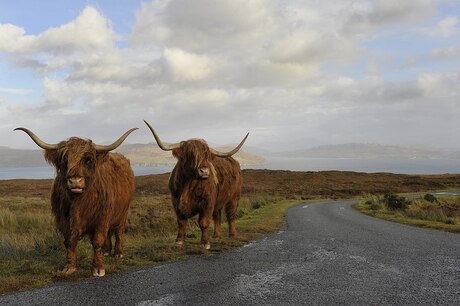 Schotse hooglanders.