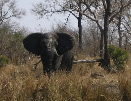 African elephant bull