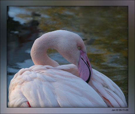 Flamingo op zoek naar...