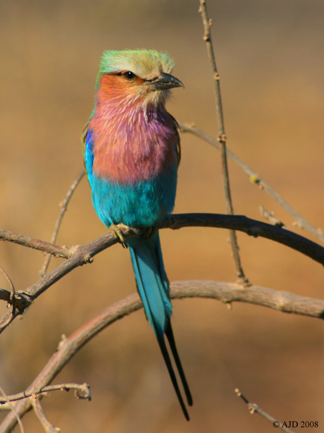 Lilac-breasted roller