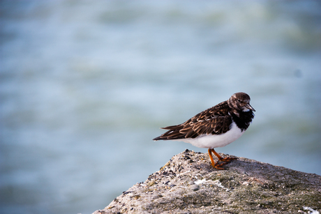 A bird on a rock!