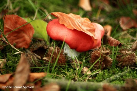 Paddenstoel met blad. Ivonne Bouma Sprok