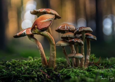 Dancing Mushrooms
