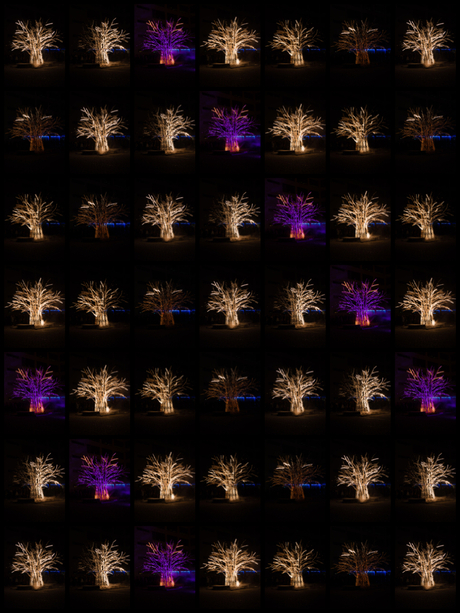 GLOW-tree.jpg