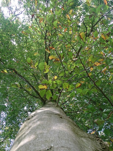 under the tree