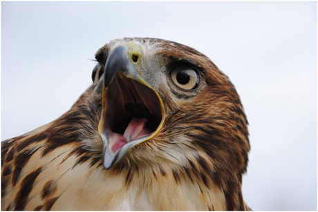 Redtailhawk