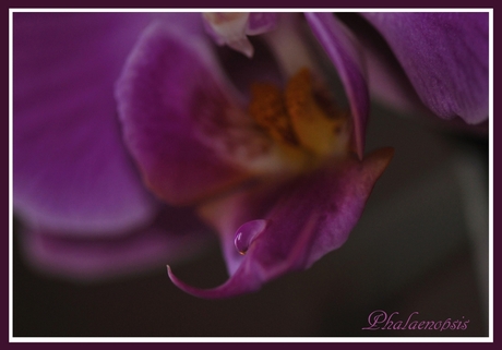 Orchidee