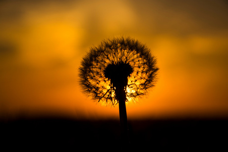 Paardenbloem tegen de ondergaande zon