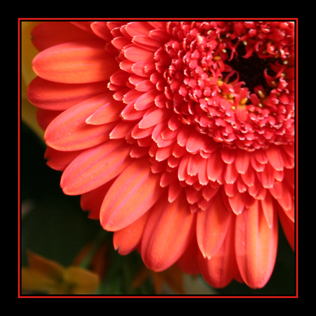 Gerbera