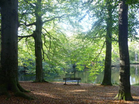 bankje in het bos