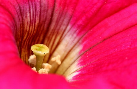 Petunia,Pink Ribbon