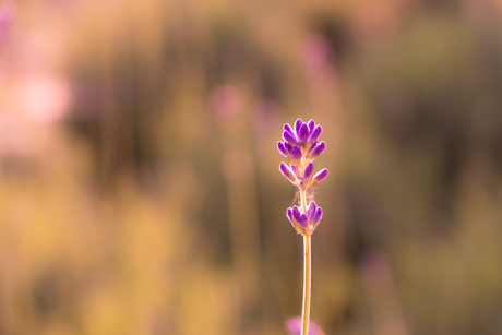 Lavendel