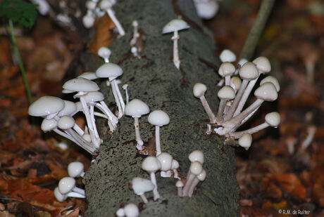 boomstronk met kleine paddestoelen