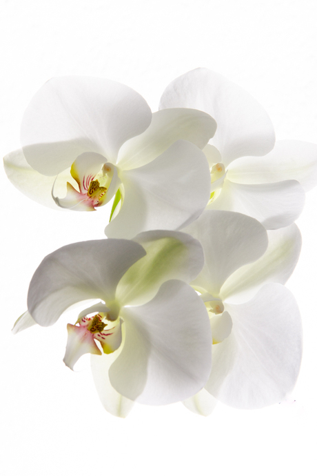 High Key Orchidee