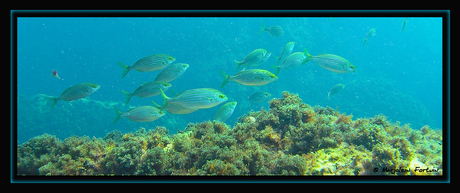 Yellow Stripe Fishes