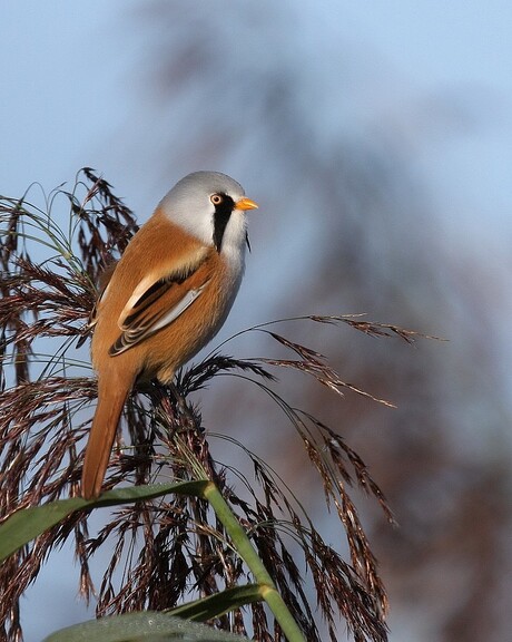 baardmannetje