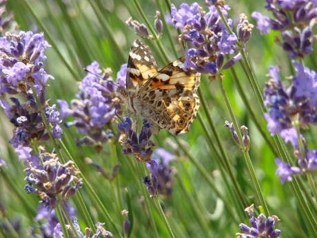 Een distelvlinder tussen de lavendel