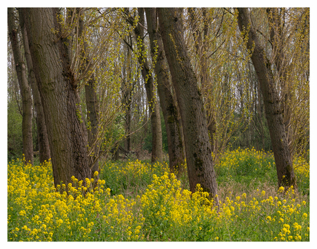 Bomen op bed van Rapenzaad