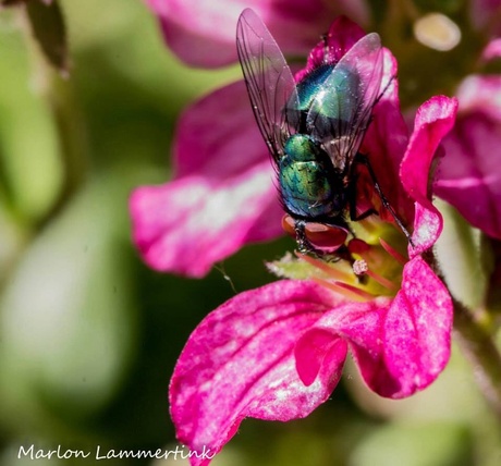 Vlieg opzoek naar nectar
