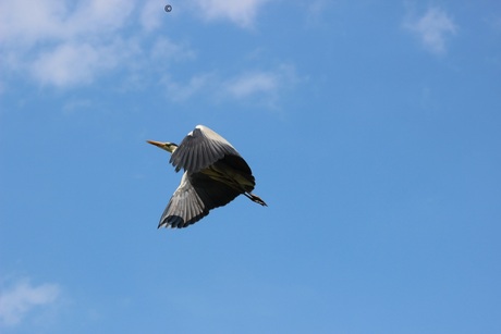 Vliegen de Blauwe Reiger