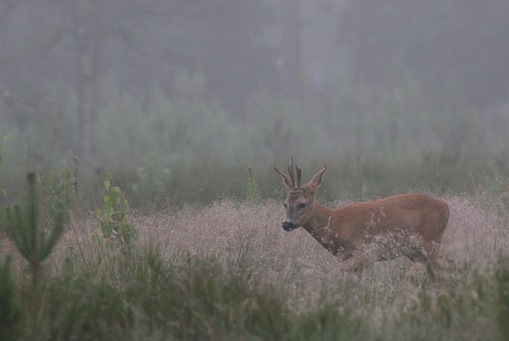 Ree in mist...