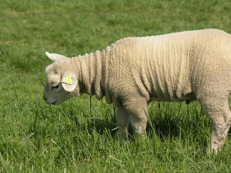 Lammetje in de lente