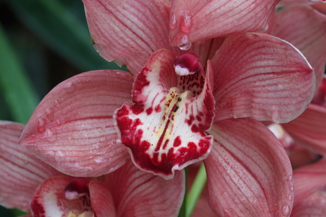 Orchidee